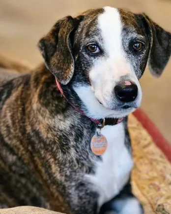 grey and white dog