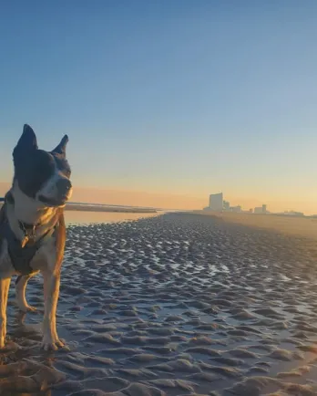 dog on the beach with sun glare