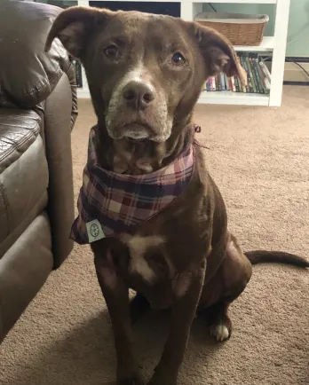 brown dog with grey muzzle and bandana