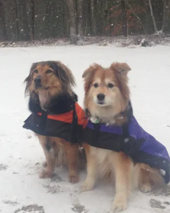 two dogs in the snow with jackets on