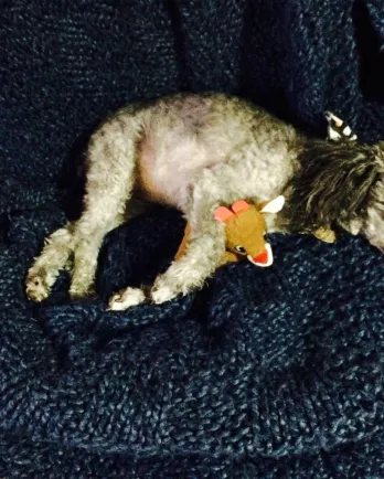 small grey poodle on blue blanket