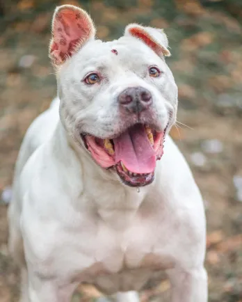 white pit bull