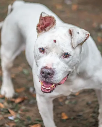 white pit bull