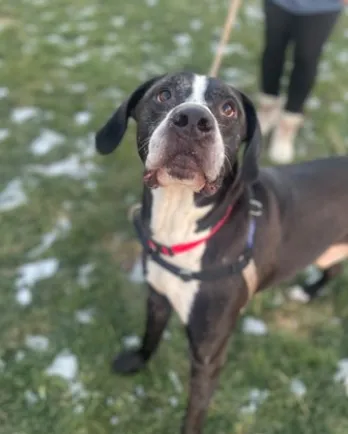 black and white dog