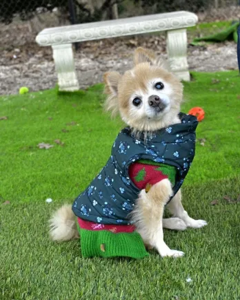 Pomeranian in jacket