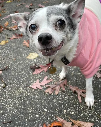 white chihuahua in sweatshirt