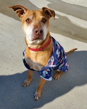 brown dog with Hawaiian shirt