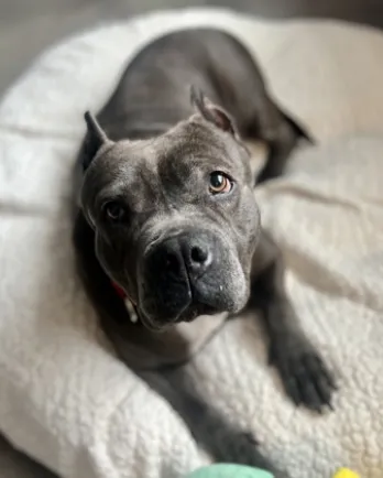 grey dog laying down