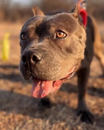 grey dog outside