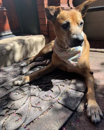 dog laying down on blanket