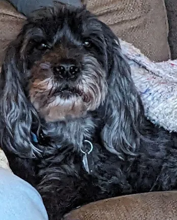 black and grey dog with blanket