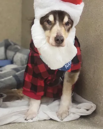 dog with Santa hat