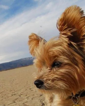 yorkie on the beach