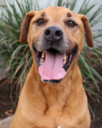 smiling light brown dog