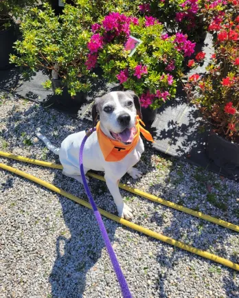 beagle mix with flowers