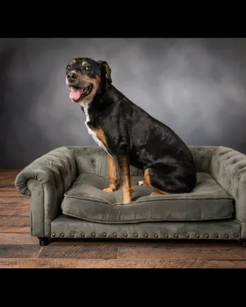 brown dog sitting on grey couch