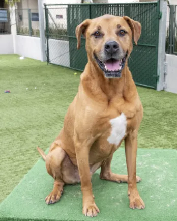 smiling light brown dog