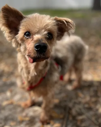 silky terrier with tongue out