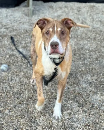 mixed breed dog on leash