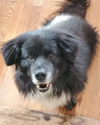 black fluffy dog looking up at the camera