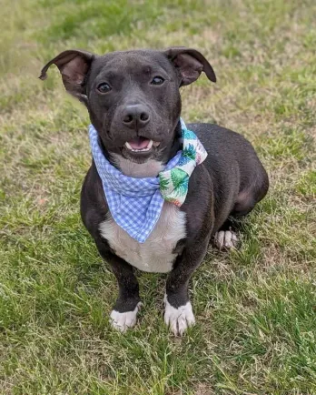 mixed breed dog with bandana