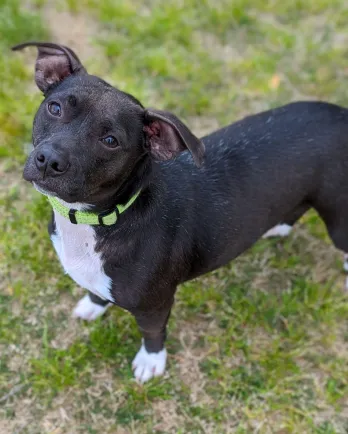 mixed breed dog outside