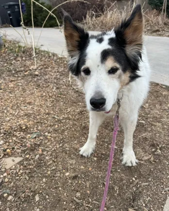 white and brown collie