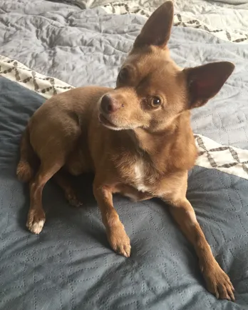 brown chihuahua-type dog