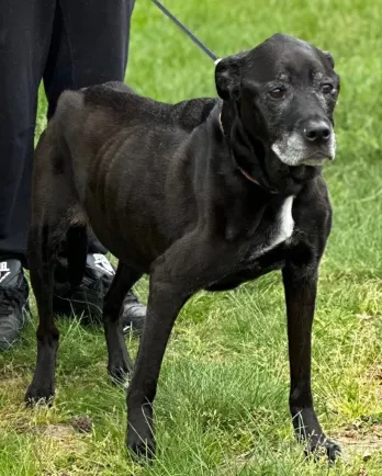 Black dog on leash