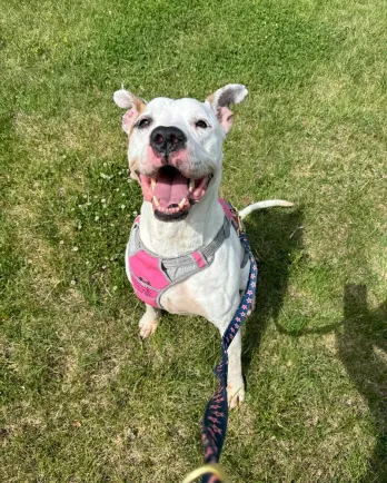 White dog with pink harness