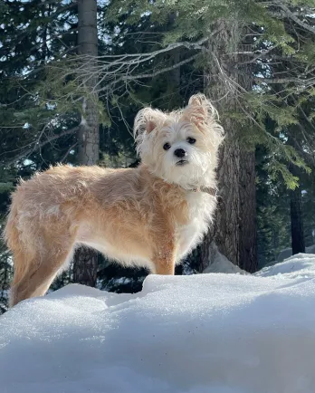 Dog on snow bank