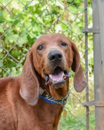 Brown dog near fence