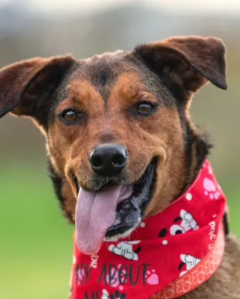 Brown dog with red bandana