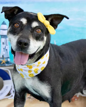 Black and white dog smiling