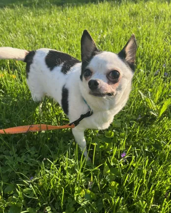 Small black and white dog in the grass