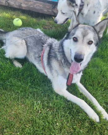 Grey and white Husky lying down