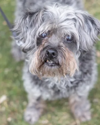 Grey Dog looking at camera