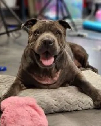 Brown dog on mat