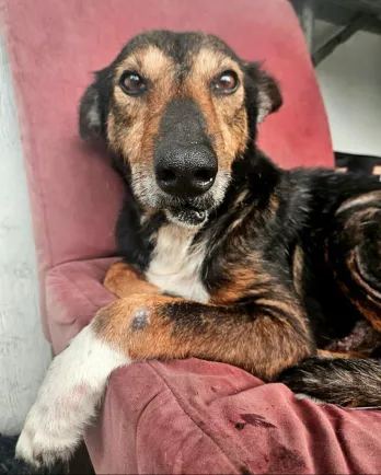 Brown and black dog in chair