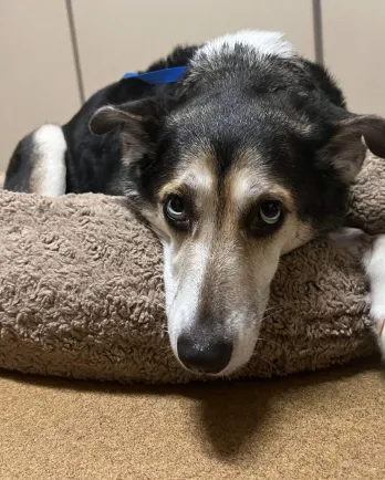 Black and white dog lying in a dog bed