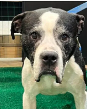 Black and white dog looking at camera