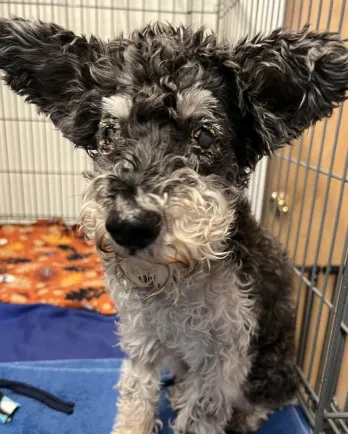 Small dog in a kennel