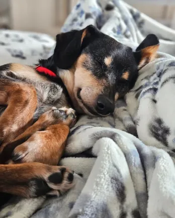 Black and brown dog sleeping