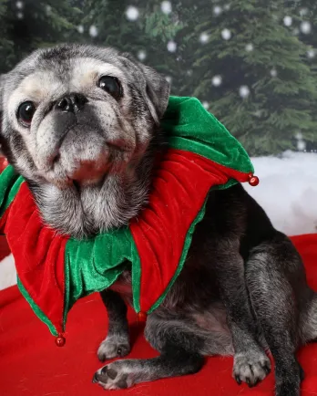 Pug at Christmas