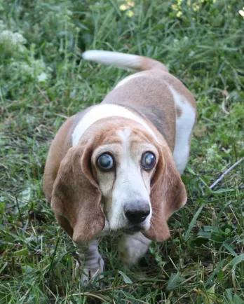 Brown and white basset hound