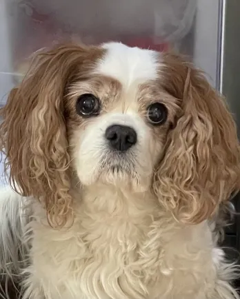 white dog with brown ears