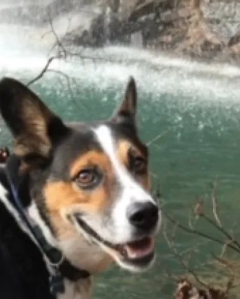 brown and white dog