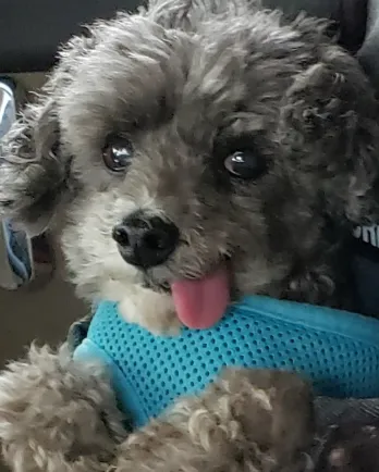 grey dog with tongue out