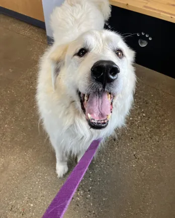 white dog smiling