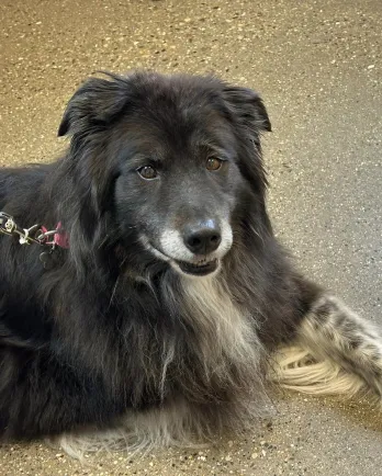 black dog with spotted legs